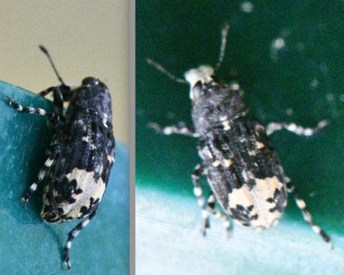 Tropideres albirostris